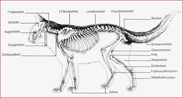 Vergleich Von Skelettaufbau Vom Menssh Und Vom Hund