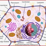 Vergleich Von Tier Und Pflanzenzelle Arbeitsblatt