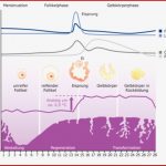 Verlauf Des Weiblichen Zyklus