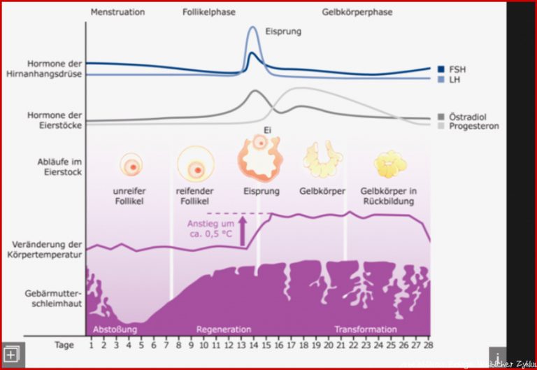 Verlauf des weiblichen Zyklus