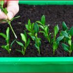 Vermehrung Pflanzen Richtig Vermehren Mein Schöner Garten