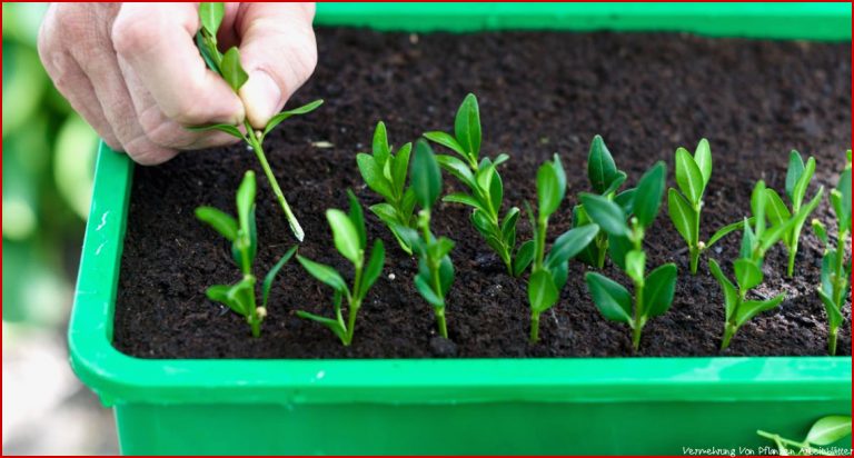 Vermehrung Pflanzen Richtig Vermehren Mein Schöner Garten