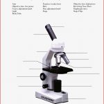 View Label Parts A Microscope Worksheet Pics – Berita