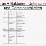 Viren Und Baktieren Unterschiede Und Gemeinsamkeiten