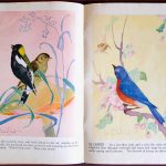 Vögel 1943 Und Ihre Nester Farb Litho Illustrationen Von