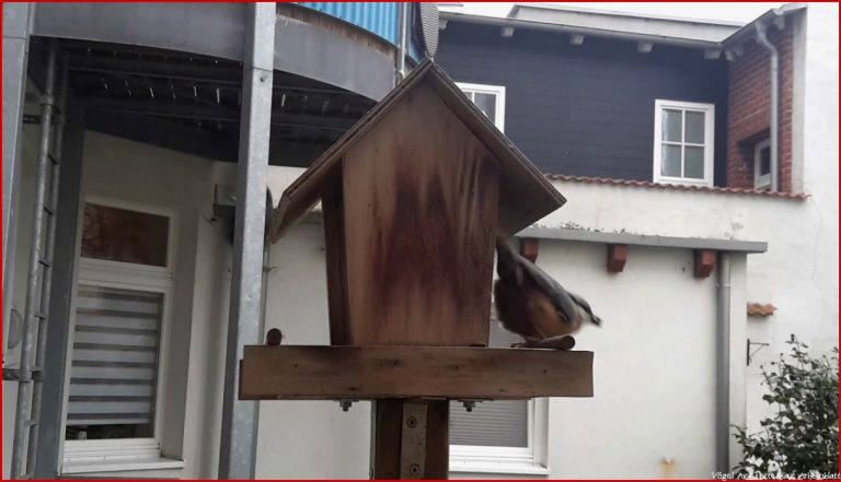 Vögel Am Futterhaus