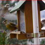 Vögel Am Futterhaus