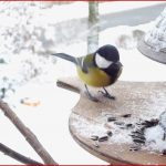 Vögel Am Futterhaus Teil 1