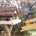 Vögel Beobachten Am Vogelhaus