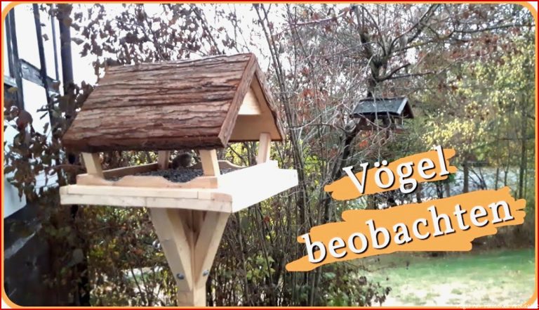 Vögel beobachten am Vogelhaus