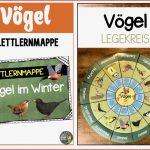 VÖgel Das Paket – Unterrichtsmaterial In Den Fächern