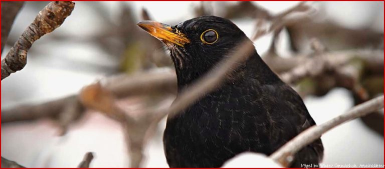 Vögel Im Winter