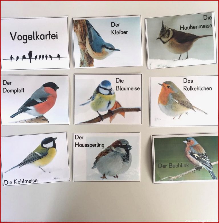 Vögel Im Winter Arbeitsblätter Worksheets