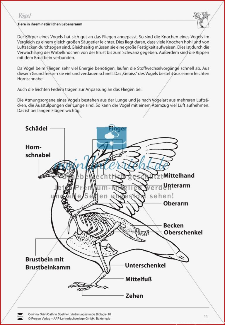 Vögel Meinunterricht