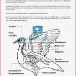 Vögel Meinunterricht