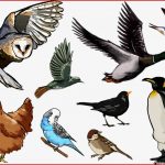Vögel Online Lernen
