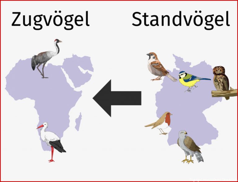 Vögel online lernen