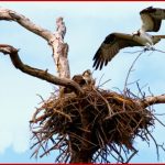 Vögel Und Ihre Nester Nestbau Material Und Bautyp