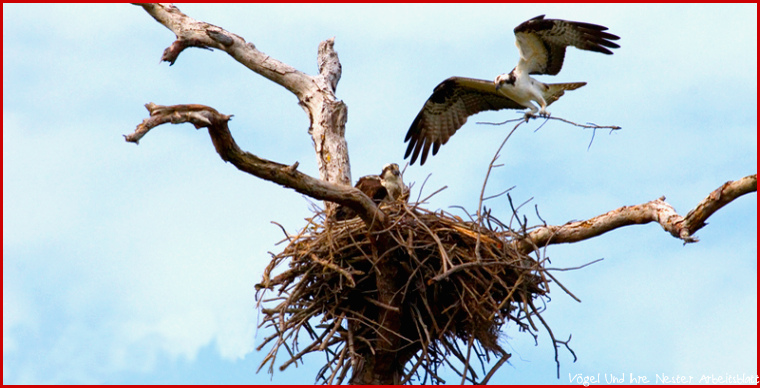 Vögel und ihre Nester Nestbau Material und Bautyp