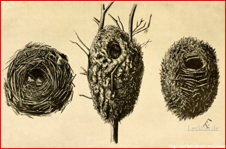 Vögel Und Ihre Nester Vogel Aus Dem Nest Gefallen Was