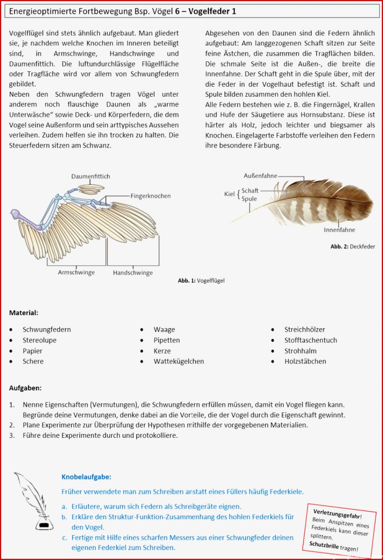 Vogelfeder 1