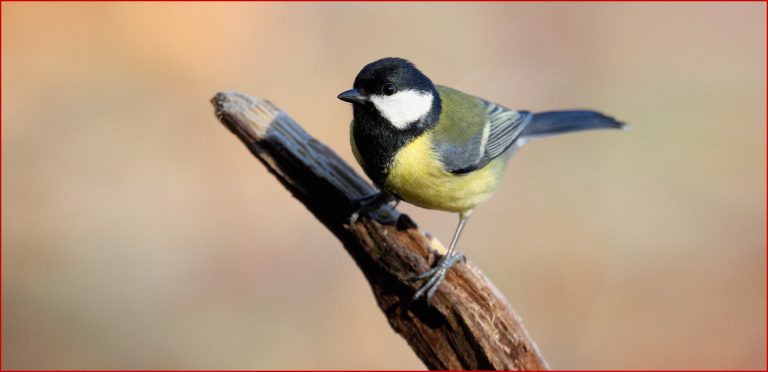 Vogelporträt: Kohlmeise - NABU