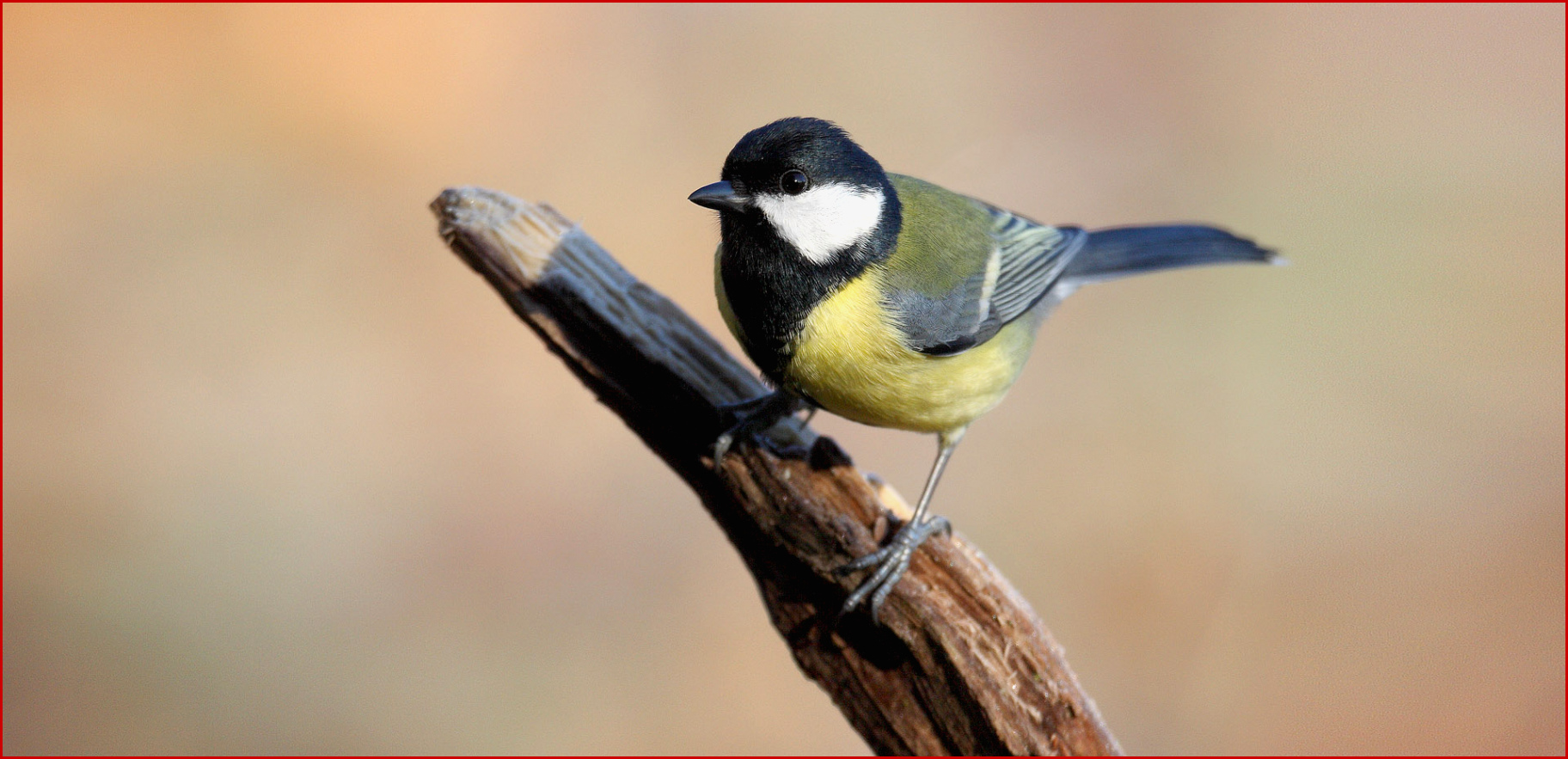 VogelportrÃ¤t: Kohlmeise - Nabu