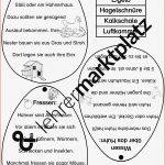 Vom Ei Zum Küken Huhn – Unterrichtsmaterial In Den Fächern