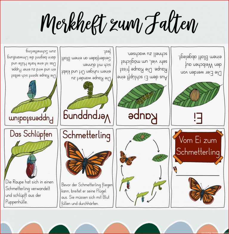 Vom Ei Zum Schmetterling Merkheft Zum Falten Ohne Kleben