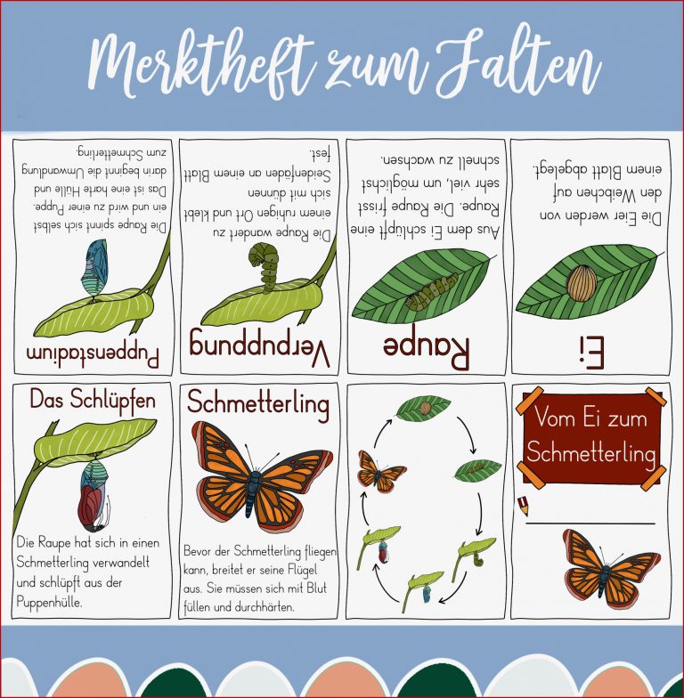 Vom Ei zum Schmetterling Merkheft zum Falten ohne Kleben