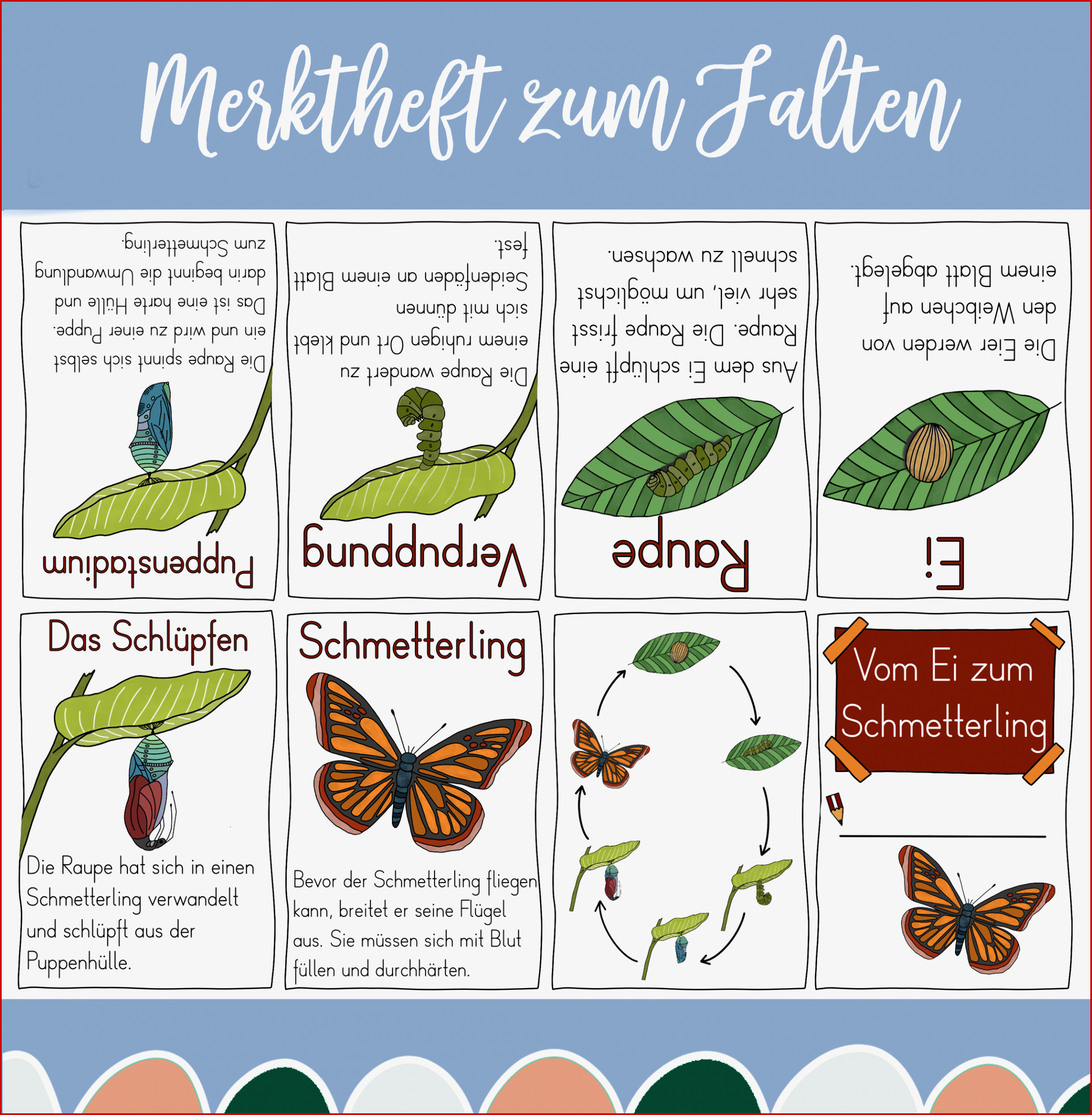 Vom Ei Zum Schmetterling Merkheft Zum Falten Ohne Kleben