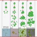 Vom Einzeller Zum Mehrzeller In 50 Wochen