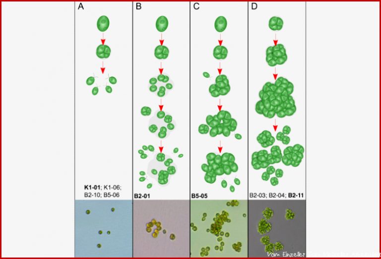 Vom Einzeller Zum Mehrzeller In 50 Wochen