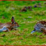 Vom Wildkaninchen Lernen