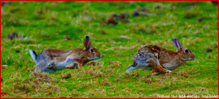 Vom Wildkaninchen lernen