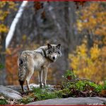 Vom Wolf Zum Hund Zur Entwicklungsgeschichte Des Hundes