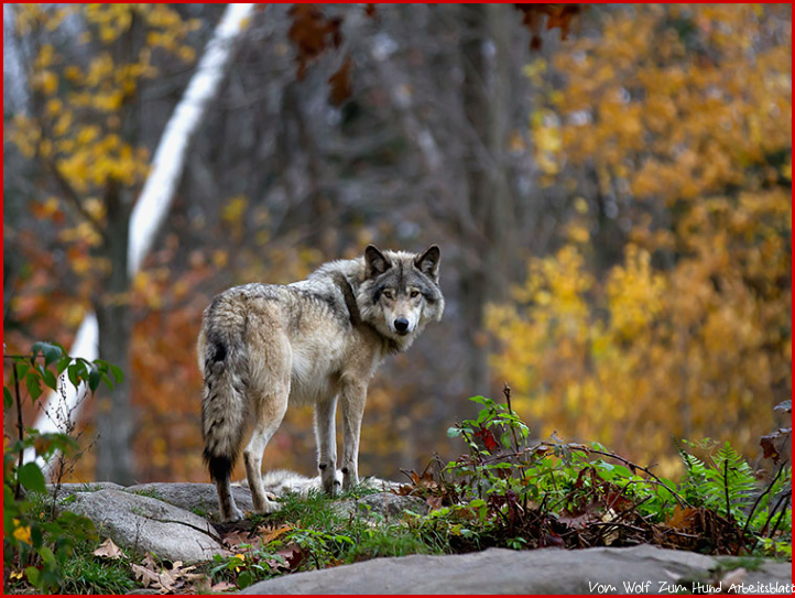 Vom Wolf zum Hund Zur Entwicklungsgeschichte des Hundes