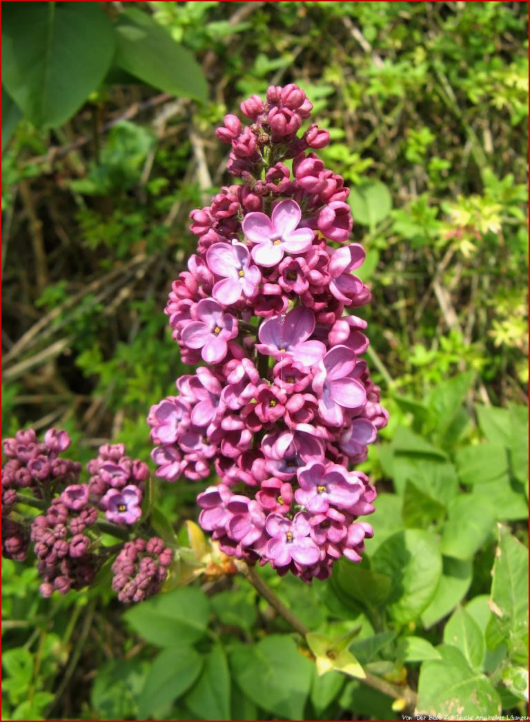 Von Der Blüte Zur Frucht