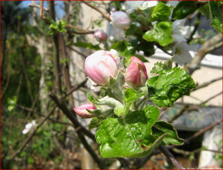 Von Der Blüte Zur Frucht