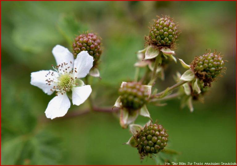 Von der Blüte zur Frucht Foto & Bild