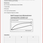 Vorlage Zellmembran Arbeitsblatt Arbeitsblatt