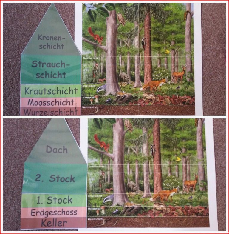 Wald grundschule Stockwerke des