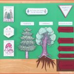 Wald Lapbook Im Sachunterricht Lehrer Ideen