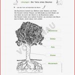 Wald Werkstatt Für Grundschule