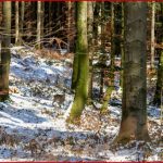 Wald Wild Lebensraum D Environment