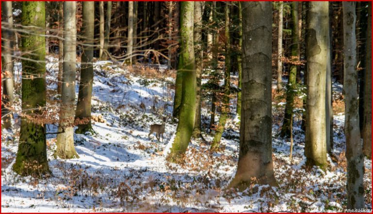 Wald Wild Lebensraum D Environment