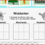 Waldarten Kennen Lernen Tafelkarten Und Arbeitsblatt