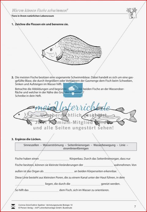 Warum Können Fische Schwimmen Meinunterricht