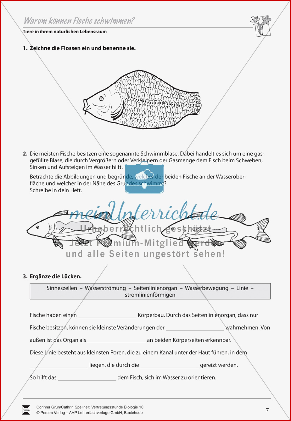 Warum Können Fische Schwimmen Meinunterricht