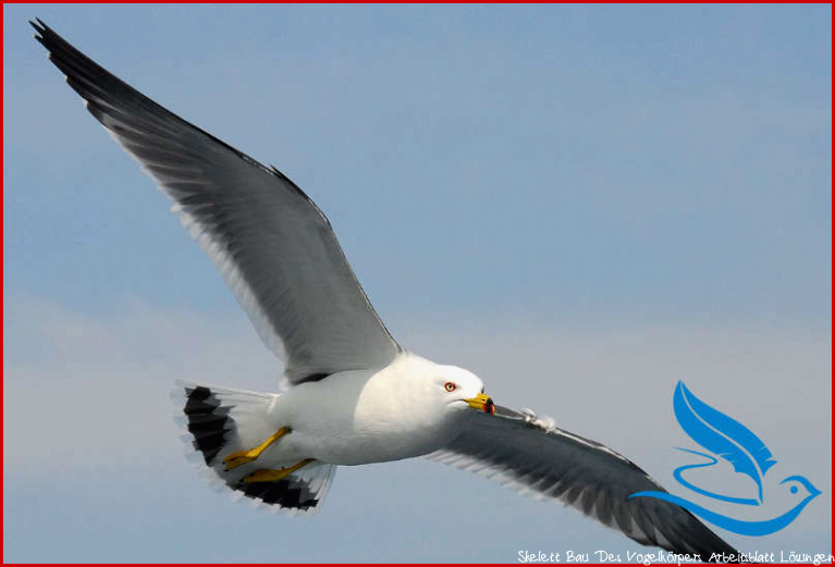 Warum können Vögel fliegen? - lernen mit Serlo!